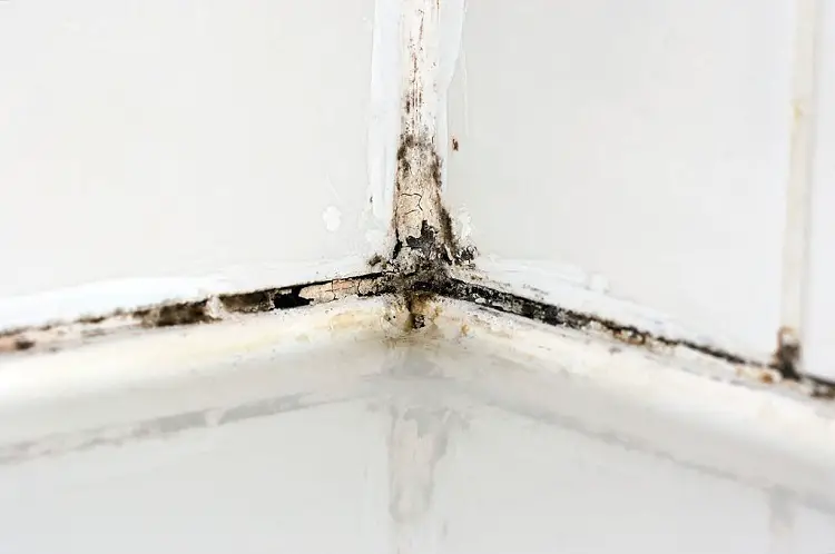 How To Remove Black Mold From Silicone