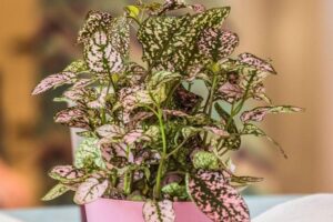 how to care for polka dot plant