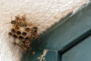 how to get rid of wasps