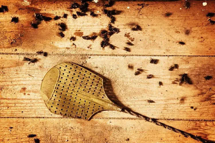 Can you kill a wasp with a fly swatter