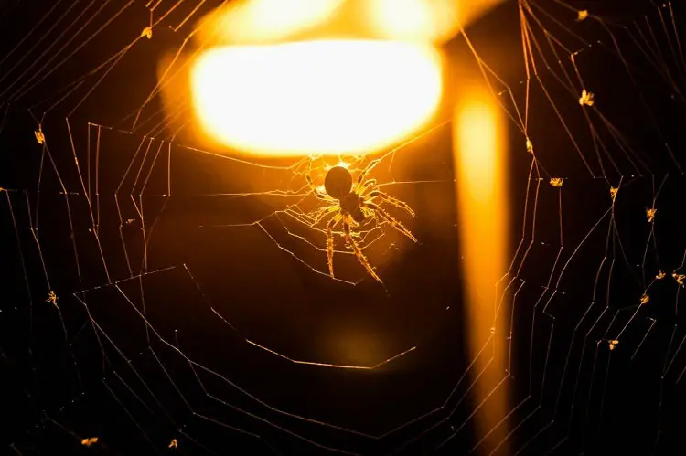 Do LED Lights Attract Spiders (11 Helpful Tips To Avoid LED-Spider ...