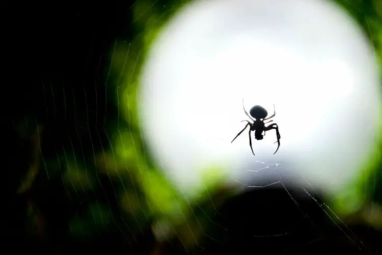 Do LED lights attract spiders