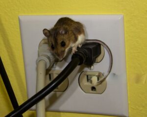 How Mice Gain Entry to Upstairs Apartments